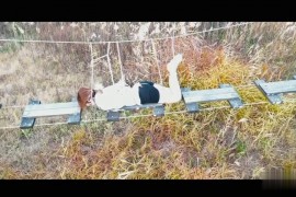 野鹿游乐园少量tk - E211